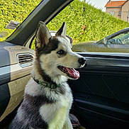 Arlo participe au concours pour gagner de l'argent avec cette photo : husky, puppy, dog, car_interior, car_seat, tongue_out, fluffy_fur, blue_eyes, sunlight, window, green_hedge, parked_car, suburban, excited, pet, collar, animal, side_view, daylight, happy