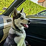 husky, puppy, dog, car_interior, car_seat, tongue_out, fluffy_fur, blue_eyes, sunlight, window, green_hedge, parked_car, suburban, excited, pet, collar, animal, side_view, daylight, happy