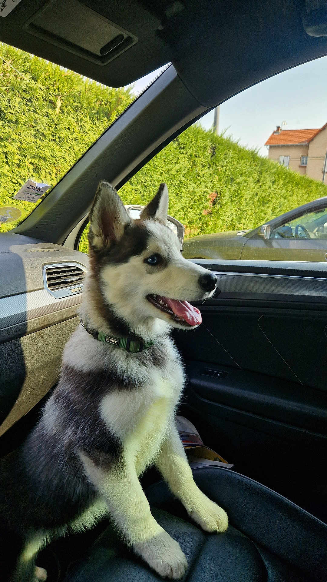 Arlo