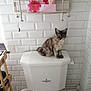 kitten, cat, toilet, bathroom, white_tiles, shelf, perfume, pink_box, fur, curious, sitting, indoor, plumbing, wooden_rack, clean, home, pet, small_animal, domestic, cute