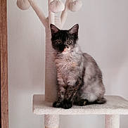 Millie participe au concours pour gagner de l'argent avec cette photo : cat, kitten, cat_tree, furniture, indoor, pet, animal, fluffy, pom_poms, curious, sitting, beige, multicolored, feline, domestic_cat, cute, young, soft, whiskers, ears