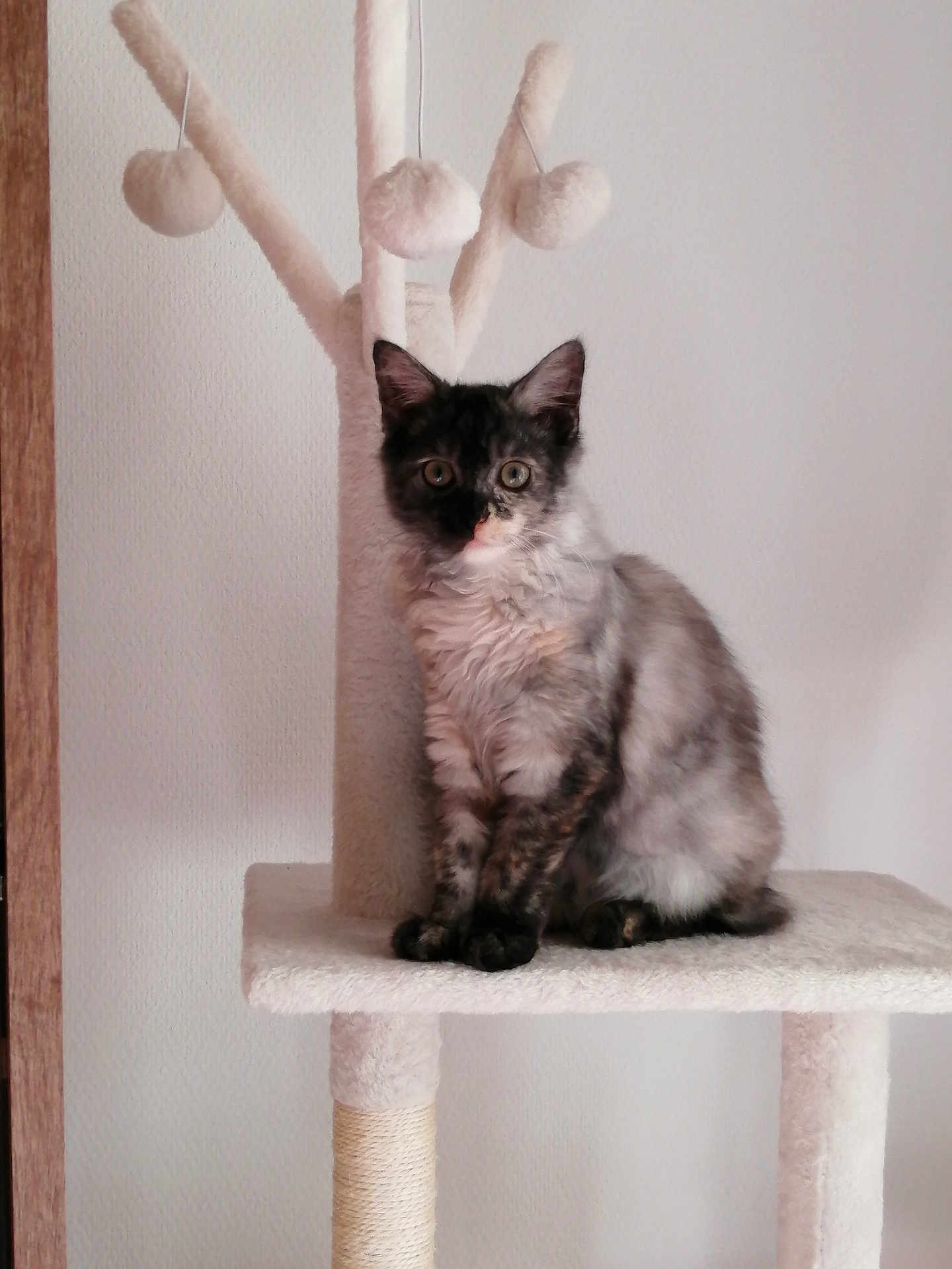 Millie