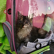 Millie participe au concours pour gagner de l'argent avec cette photo : animal, cat, cute, daylight, fabric, fluffy, green_jacket, holding, jeans, kitten, mesh, nature, outdoor, person, pet_carrier, pink, reflection, towel, transparent, young_cat