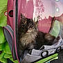 kitten, cat, pet_carrier, pink, towel, reflection, outdoor, green_jacket, jeans, animal, cute, fluffy, young_cat, transparent, mesh, fabric, person, holding, nature, daylight