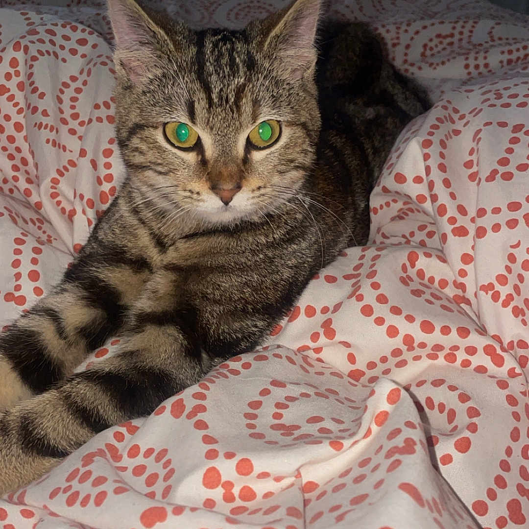 Choupette a rejoint le concours — aidez-le/la à gagner de superbes lots ! abyssinian, animal, bed, bedroom, blanket, cat, computer, couch, cushion, furniture, homedecor, indoors, kitten, linen, manx, person, pet, quilt, room, sleeping