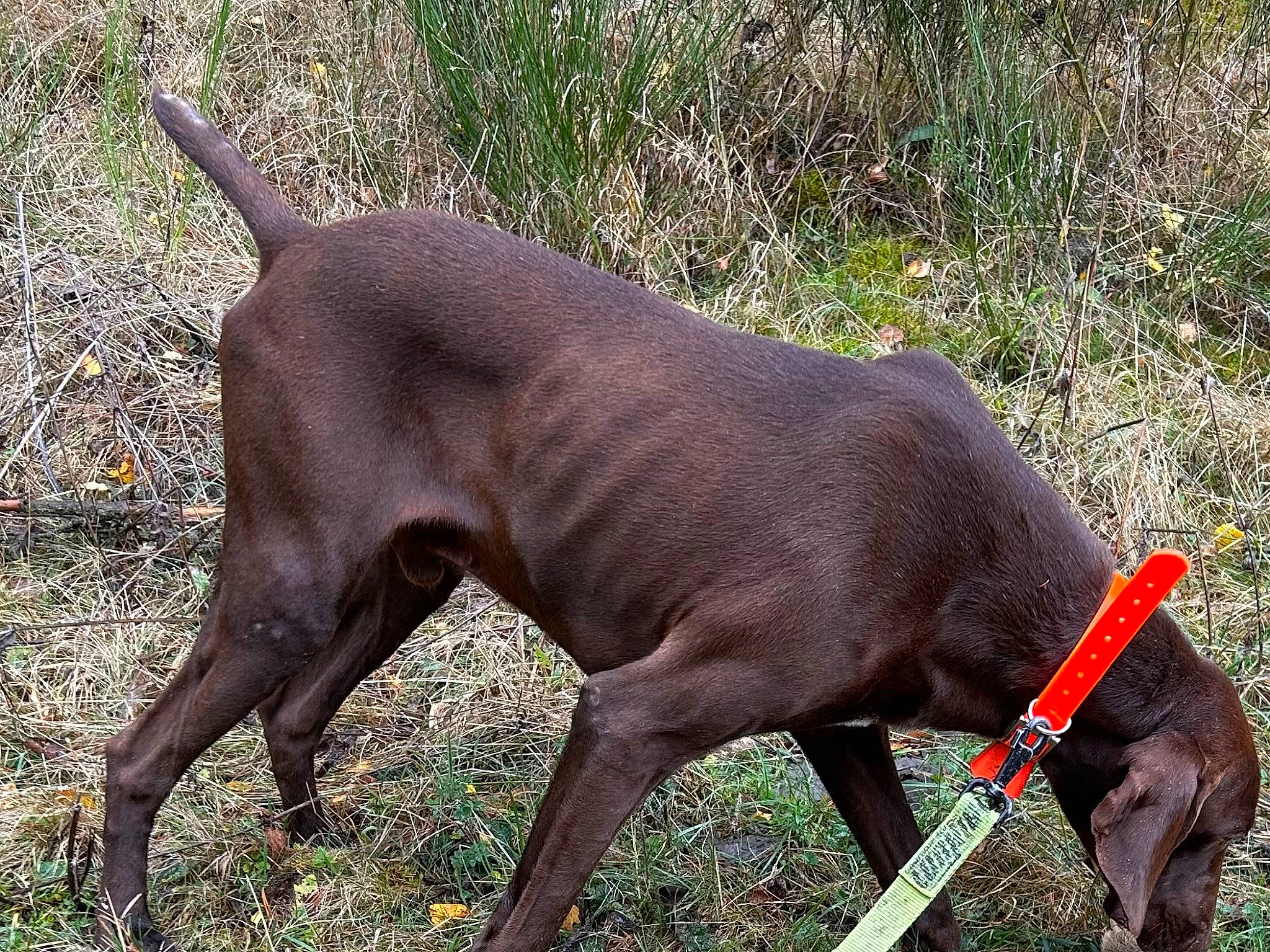 Paco a rejoint le concours — aidez-le/la à gagner de superbes lots ! canidae, carnivore, collar, companion_dog, dog, dog_breed, dog_collar, dog_supply, fashion_accessory, fawn, liver, mexican_hairless_dog, peruvian_hairless_dog, pet_supply, plant, snout, sporting_group, tail, terrestrial_animal, working_animal