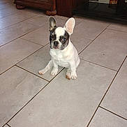 Bella joined the competition — help win amazing prizes! dog, puppy, french_bulldog, tile_floor, indoor, pet, animal, cute, sitting, ears, white, black_spots, furniture, cabinet, television, floor_tiles, small_dog, young, companion, domestic