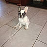 dog, puppy, french_bulldog, tile_floor, indoor, pet, animal, cute, sitting, ears, white, black_spots, furniture, cabinet, television, floor_tiles, small_dog, young, companion, domestic
