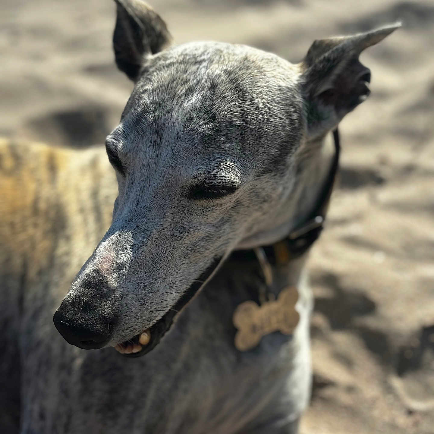 Guy Gimenez a rejoint le concours — aidez-le/la à gagner de superbes lots ! animal, beach, brindle, canine, closeup, collar, dog, ears, happy, muzzle, outdoor, pet, portrait, relaxed, resting, sand, sleeping, summer, sunlight, tag