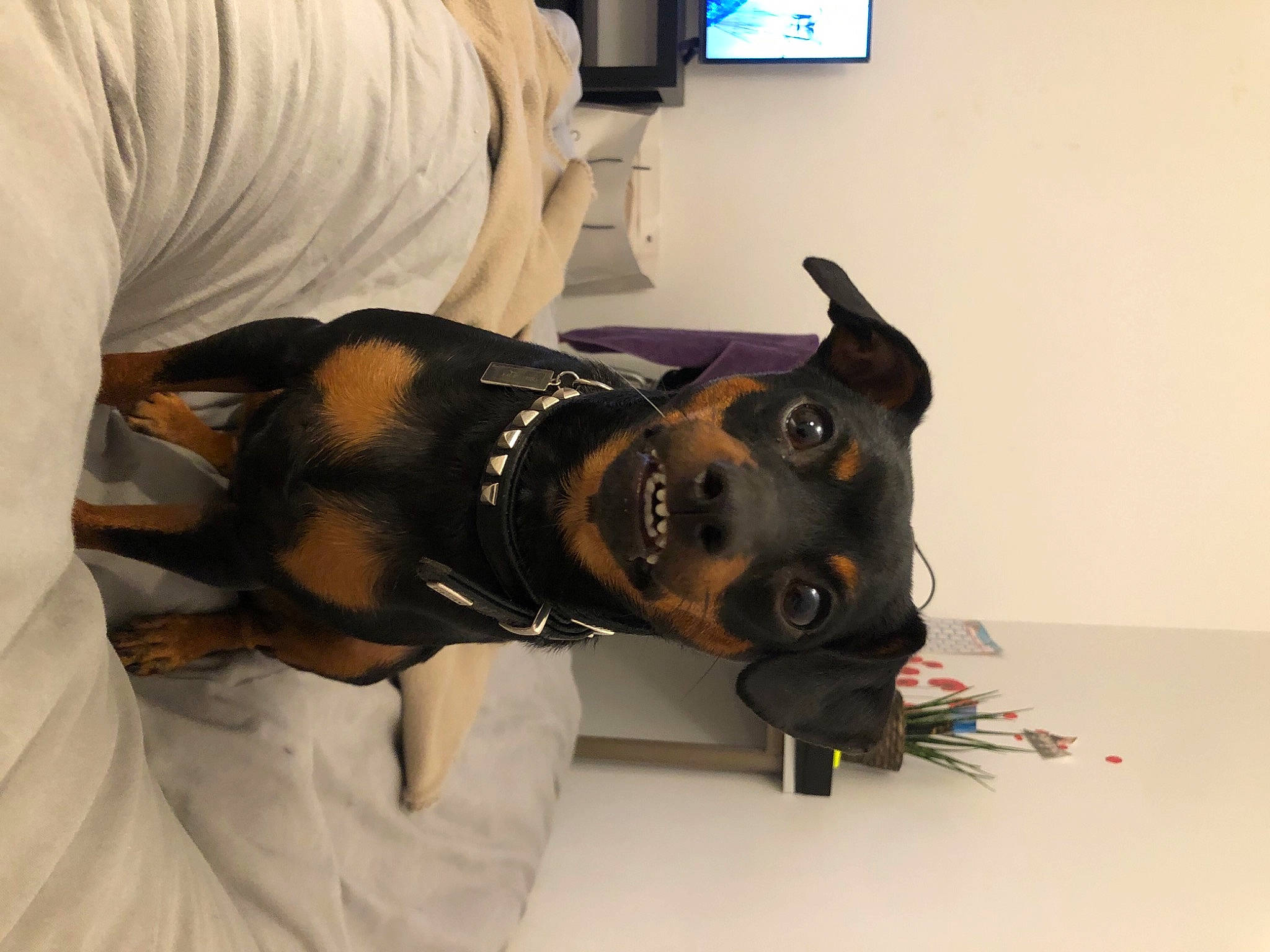 Paz participe au concours pour gagner de l'argent avec cette photo : audio_equipment, canidae, carnivore, comfort, companion_dog, dog, dog_breed, ear, event, eyewear, flooring, fur, guard_dog, personal_protective_equipment, smile, snout, sporting_group, sunglasses, television, working_animal