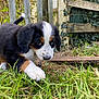 Valky a rejoint le concours — aidez-le/la à gagner de superbes lots ! puppy, dog, grass, outdoor, curious, tricolor, black, white, brown, fence, wooden, nature, young, pet, animal, playful, closeup, snout, paw, leaf