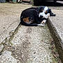 Valky participe au concours pour gagner de l'argent avec cette photo : puppy, dog, sleeping, outdoor, concrete, curb, paw, black, white, brown, fur, car, garden_tools, plants, resting, young_dog, curled_up, quiet, nature, daylight