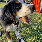 Valky a rejoint le concours — aidez-le/la à gagner de superbes lots ! puppy, dog, leash, grass, outdoor, cork, tricolor, black, white, brown, person, sitting, orange_blanket, metal_clip, collar, nature, animal, playful, close_up, daytime