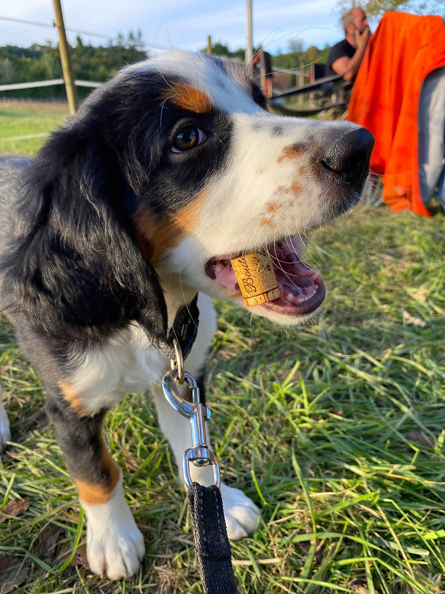 Valky a rejoint le concours — aidez-le/la à gagner de superbes lots ! puppy, dog, leash, grass, outdoor, cork, tricolor, black, white, brown, person, sitting, orange_blanket, metal_clip, collar, nature, animal, playful, close_up, daytime