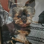 Harlem a rejoint le concours — aidez-le/la à gagner de superbes lots ! dog, yorkshire_terrier, pet, cute, small_dog, fur, tongue_out, indoors, blanket, pattern, resting, animal, companion, ears, face, paw, couch, cozy, domestic, furry