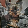 dog, yorkshire_terrier, pet, cute, small_dog, fur, tongue_out, indoors, blanket, pattern, resting, animal, companion, ears, face, paw, couch, cozy, domestic, furry