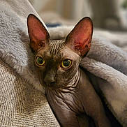 Berlin a rejoint le concours — aidez-le/la à gagner de superbes lots ! animal, blanket, cat, close_up, comfort, cozy, cute, ears, eyes, feline, hairless, indoor, pet, portrait, relaxation, soft, sphynx_cat, texture, warm, wrinkles