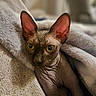 animal, blanket, cat, close_up, comfort, cozy, cute, ears, eyes, feline, hairless, indoor, pet, portrait, relaxation, soft, sphynx_cat, texture, warm, wrinkles