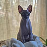 Berlin participe au concours pour gagner de l'argent avec cette photo : animal, blanket, cat, closeup, cozy, curtain, cute, domestic, ears, feline, hairless_cat, indoor, mammal, pet, portrait, sitting, soft_texture, sphynx_cat, whiskers, window_light