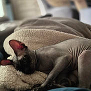Berlin participe au concours pour gagner de l'argent avec cette photo : animal, blanket, cat, comfort, cozy, cute, domestic, ears, furless, furniture, home, indoor, mammal, pet, relaxed, resting, sleepy, soft_focus, sphynx_cat, wrinkles