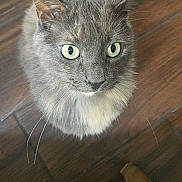 Peach is registered to the contest to win money with this photo: cat, gray_cat, green_eyes, whiskers, wooden_floor, indoor, pet, feline, curious, looking_up, animal, domestic_cat, sitting, floor, close_up, cute, fur, ears, tail, chair_corner