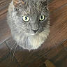 cat, gray_cat, green_eyes, whiskers, wooden_floor, indoor, pet, feline, curious, looking_up, animal, domestic_cat, sitting, floor, close_up, cute, fur, ears, tail, chair_corner