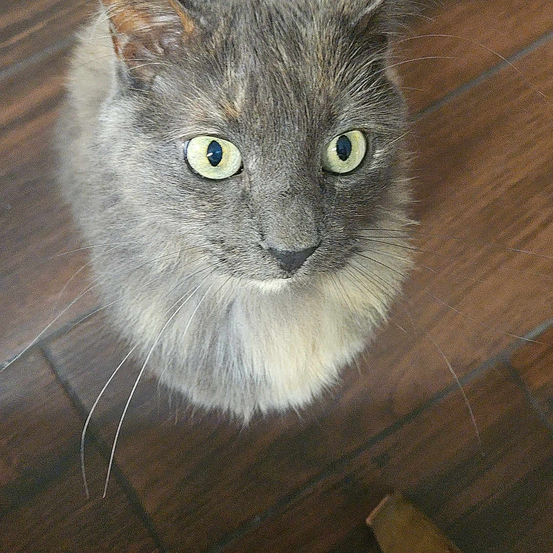 Peach is registered to the contest to win money with this photo: cat, gray_cat, green_eyes, whiskers, wooden_floor, indoor, pet, feline, curious, looking_up, animal, domestic_cat, sitting, floor, close_up, cute, fur, ears, tail, chair_corner