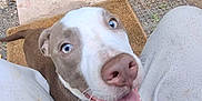 Piper is registered to the contest to win money with this photo: animal, blue_eyes, brown_and_white, canine, close_up, companion, dog, excited, expression, fur, ground, happy, human_legs, looking_up, mat, mouth_open, outdoor, pet, tail, tongue_out