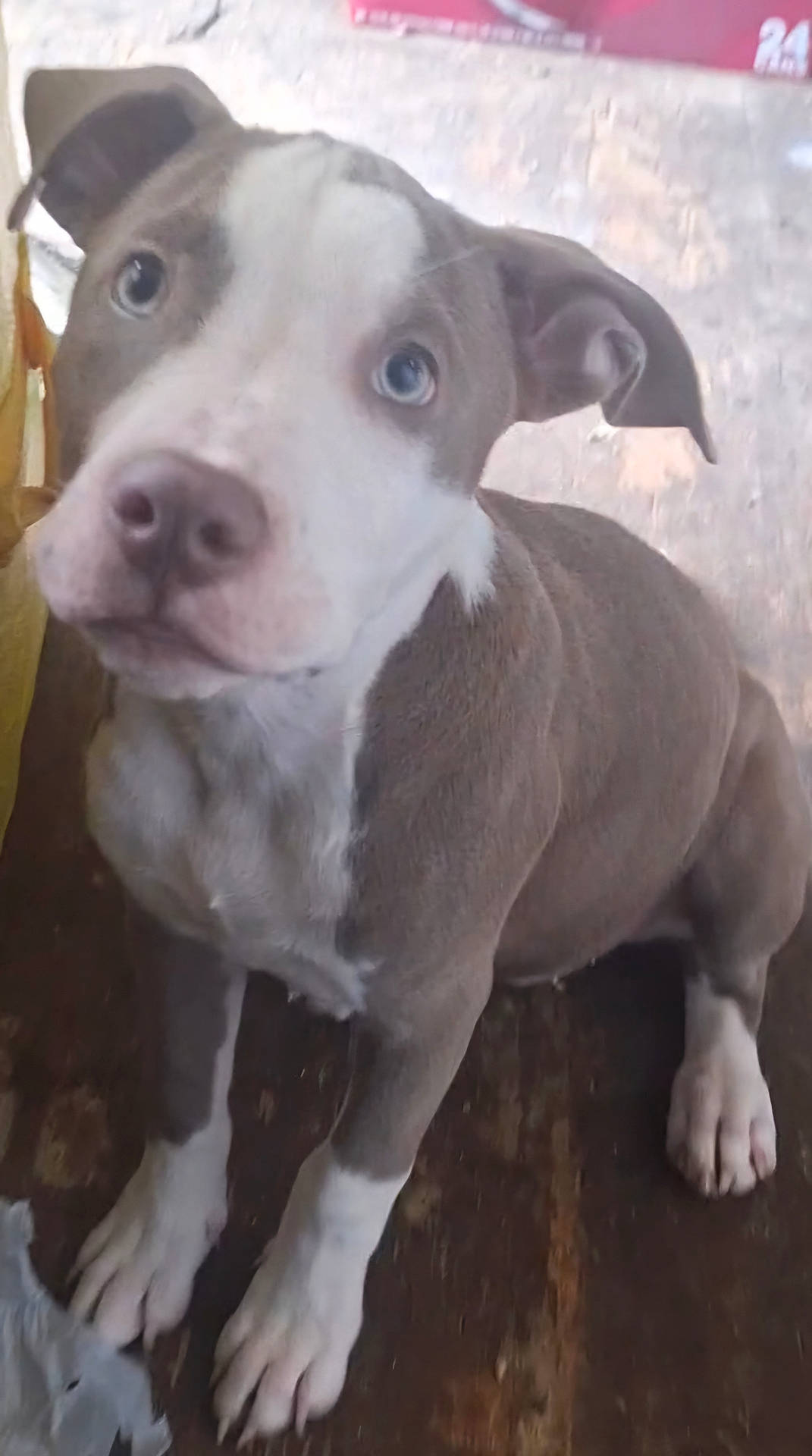 animal, brown_floor, canine, close_up, curious, cute, dog, ears, flooring, gray_fur, indoors, looking_up, mammal, pet, portrait, sitting, snout, whiskers, white_paws, young_dog