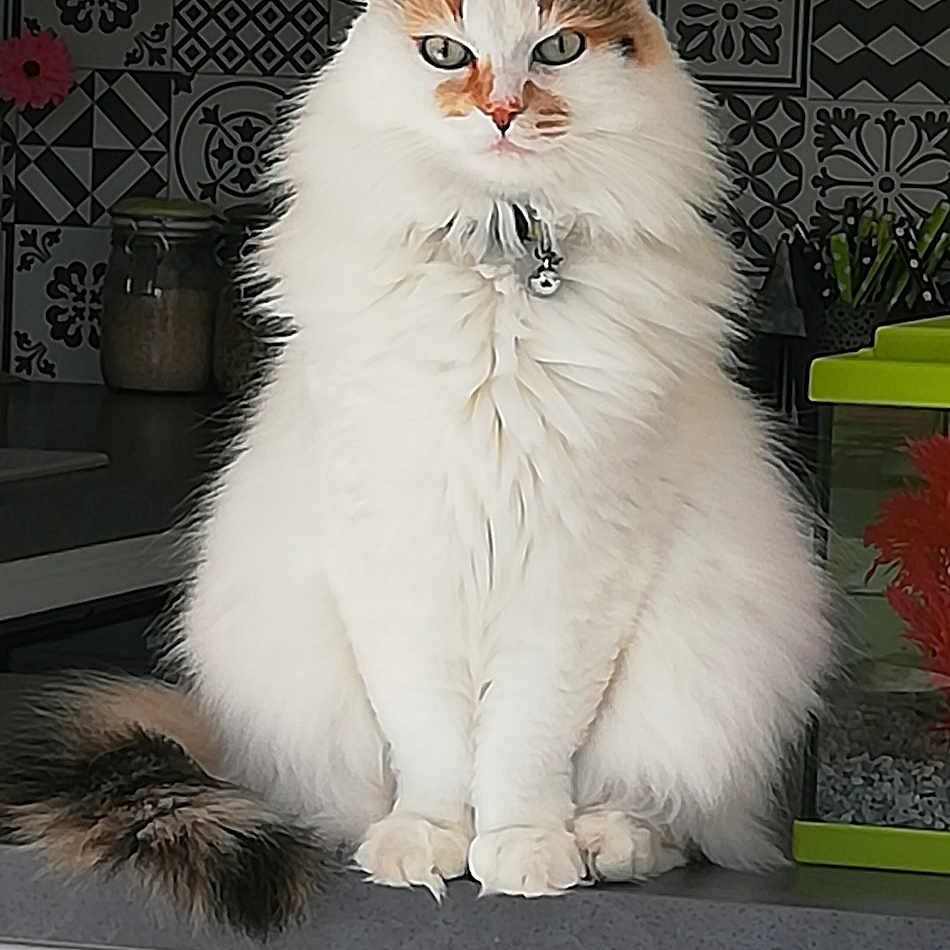 Luna participe au concours pour gagner de l'argent avec cette photo : animal, bell, cabinet, calico, cat, collar, counter, decor, feline, fish_tank, fluffy_cat, indoor, kitchen, orange, pet, portrait, sitting, tail, tiles, white_cat