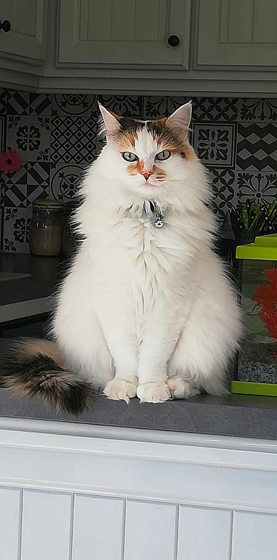 Luna participe au concours pour gagner de l'argent avec cette photo : cat, fluffy_cat, kitchen, counter, pet, animal, indoor, feline, white_cat, calico, tail, tiles, cabinet, fish_tank, orange, decor, collar, bell, sitting, portrait