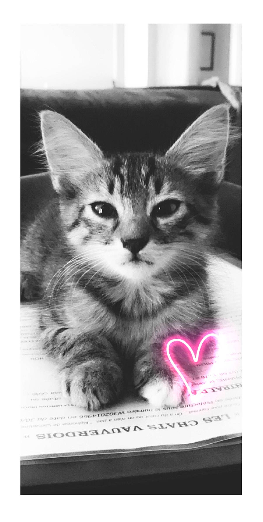 Neptune participe au concours pour gagner de l'argent avec cette photo : art, box, carnivore, cat, domestic_short_haired_cat, felidae, font, fur, monochrome, monochrome_photography, paw, photo_caption, photography, publication, rectangle, small_to_medium_sized_cats, snout, still_life_photography, stock_photography, whiskers