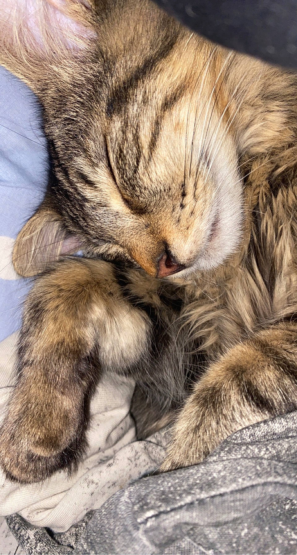 Neptune a rejoint le concours — aidez-le/la à gagner de superbes lots ! carnivore, cat, claw, comfort, domestic_short_haired_cat, eye, fawn, felidae, fur, nap, paw, sleep, small_to_medium_sized_cats, snout, tail, terrestrial_animal, whiskers, wildlife