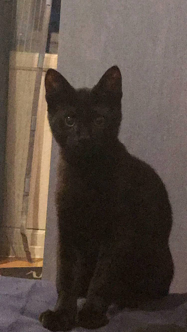 Tiger participe au concours pour gagner de l'argent avec cette photo : asian, black, black_cat, bombay, british_shorthair, burmese, carnivore, cat, chartreux, domestic_short_haired_cat, felidae, german_rex, kitten, korat, mammal, small_to_medium_sized_cats, tail, whiskers