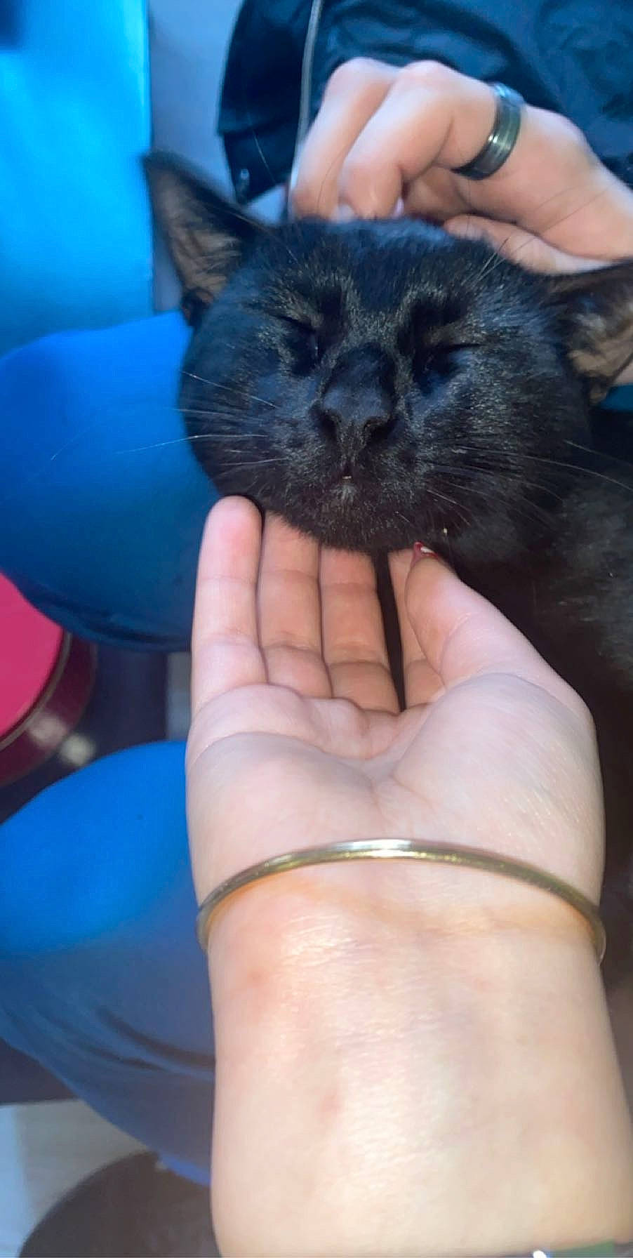 Tiger a rejoint le concours — aidez-le/la à gagner de superbes lots ! black_cat, carnivore, cat, felidae, hand, kitten, small_to_medium_sized_cats, snout, whiskers