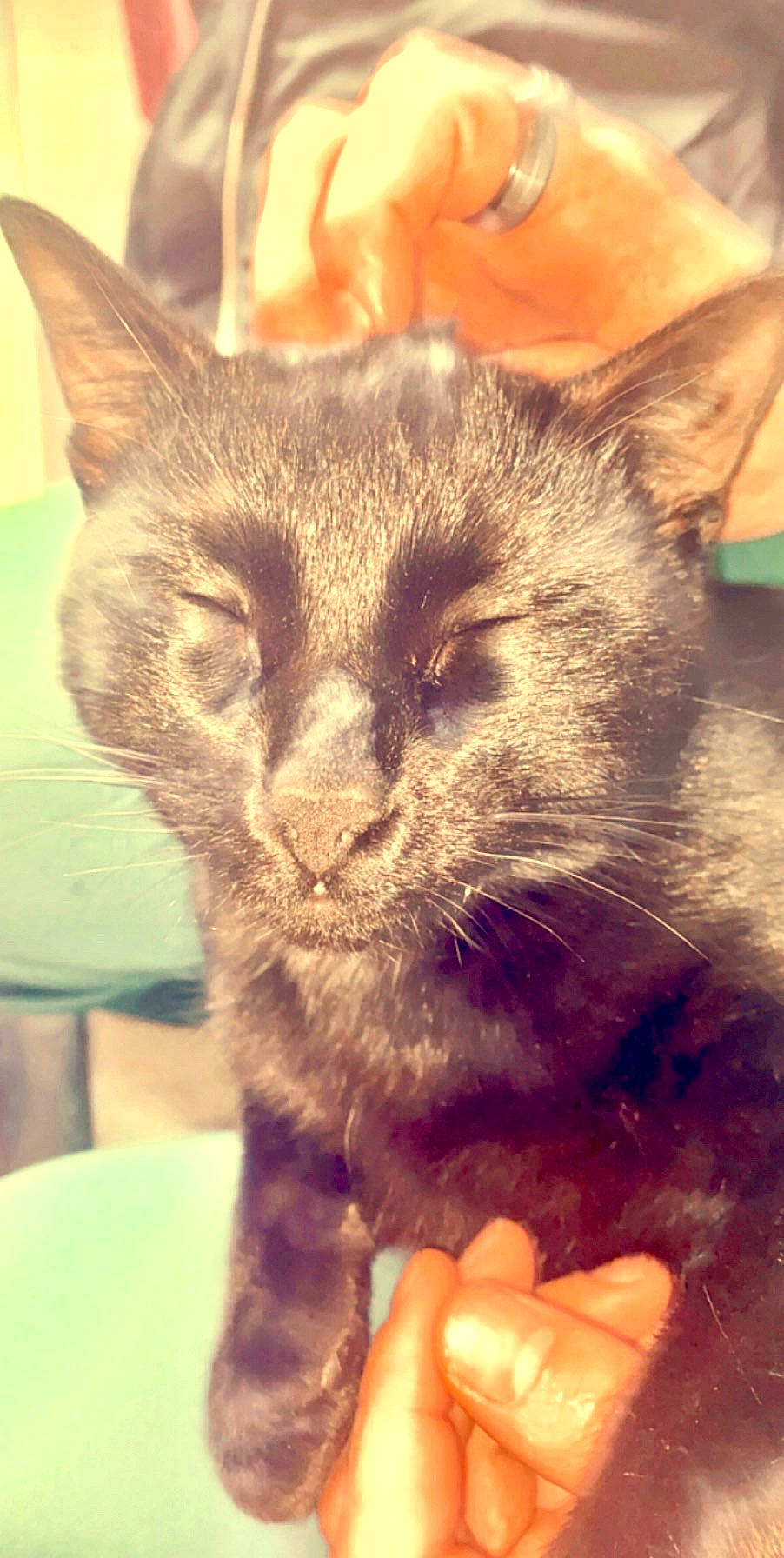 Tiger a rejoint le concours — aidez-le/la à gagner de superbes lots ! asian, carnivore, cat, domestic_short_haired_cat, ear, european_shorthair, felidae, german_rex, kitten, mammal, nebelung, nose, small_to_medium_sized_cats, snout, whiskers