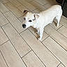 dog, small_dog, white_fur, floor, tile_floor, indoor, pet, animal, looking_up, curious, ears, four_legs, canine, domestic_animal, standing, light, shadow, room, home, companion