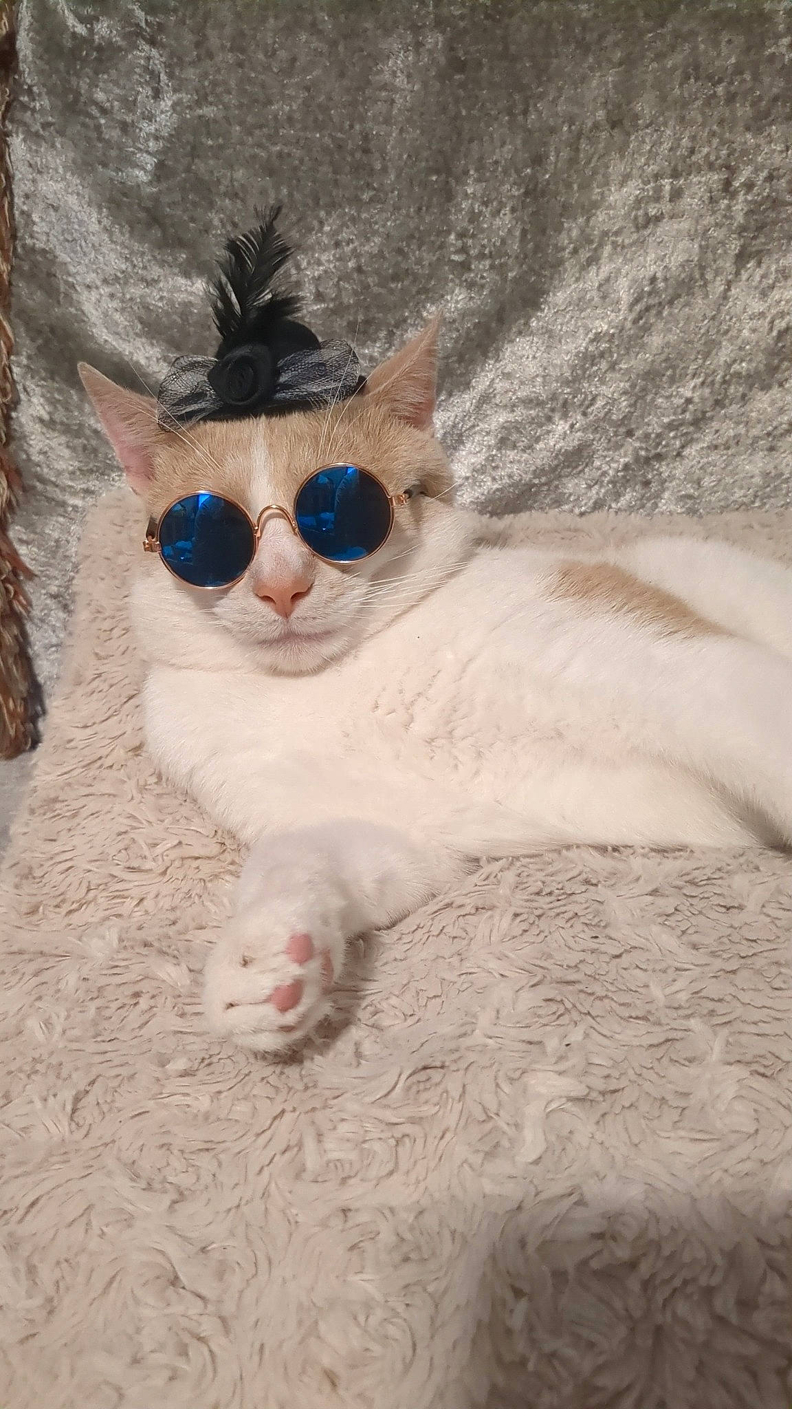 Mr Precious is registered to the contest to win money with this photo: carnivore, cat, eye, eyewear, fashion_accessory, fawn, felidae, fur, glasses, goggles, hat, head, small_to_medium_sized_cats, snout, sunglasses, tail, tree, vision_care, whiskers, wood