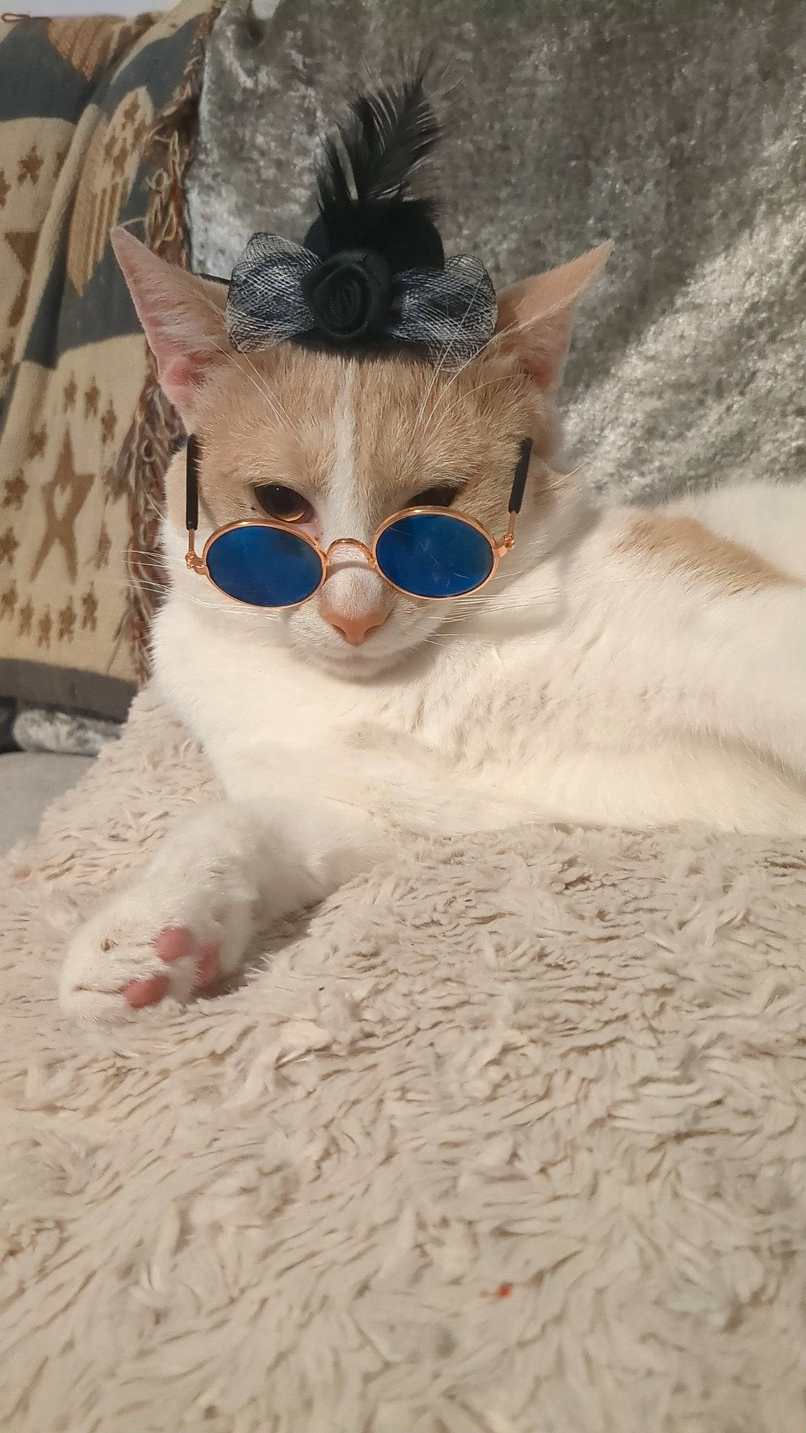 Mr Precious joined the competition — help win amazing prizes! art, carnivore, cat, eyewear, fawn, felidae, fur, glasses, goggles, hat, nose, sand, small_to_medium_sized_cats, snout, sun_hat, sunglasses, vision_care, whiskers, wood, wool