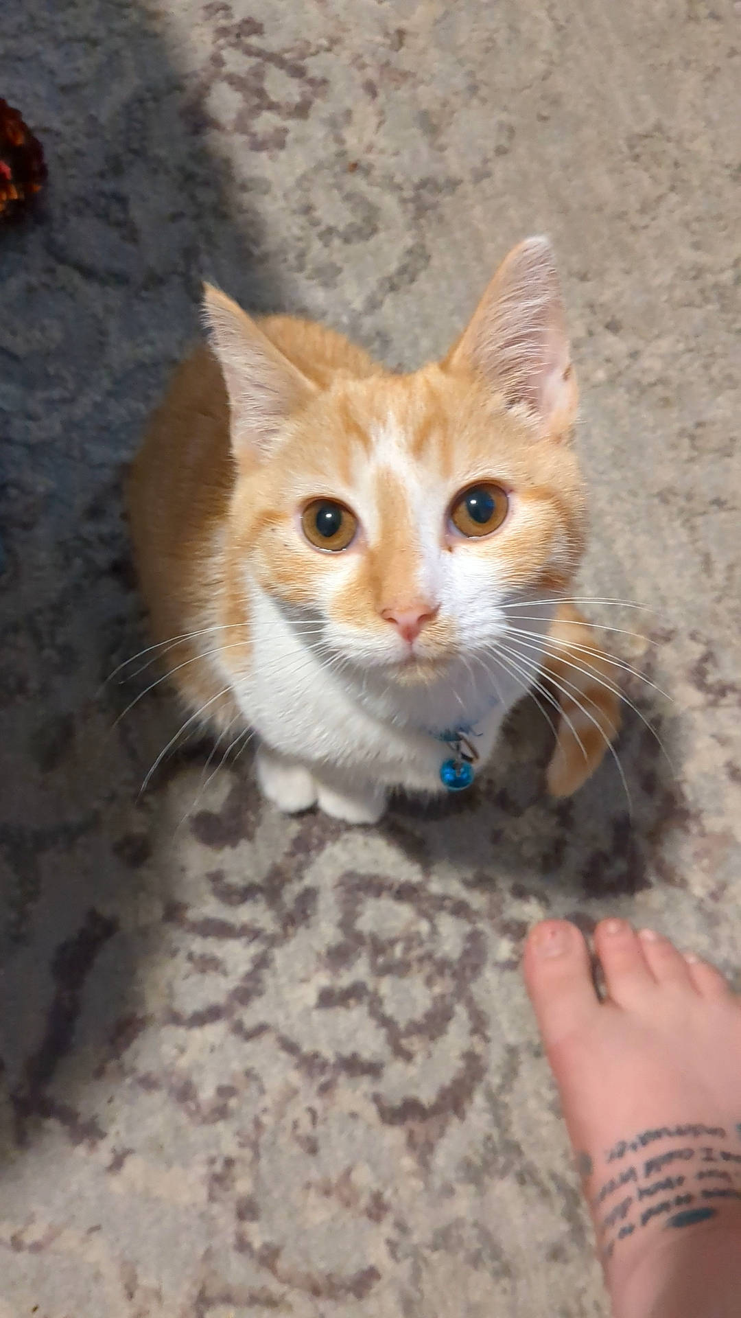 Colt joined the competition — help win amazing prizes! art, barefoot, carnivore, cat, claw, domestic_short_haired_cat, fawn, felidae, foot, fur, iris, nail, paw, sitting, small_to_medium_sized_cats, snout, tail, whiskers, window, wood