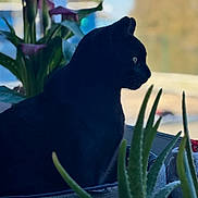 Django a rejoint le concours — aidez-le/la à gagner de superbes lots ! aloe_vera, autumn, black_cat, blue_sky, calla_lily, cat, feline, home, houseplant, indoor, nature, outdoors, pet, plants, portrait, profile, silhouette, sitting, whiskers, window
