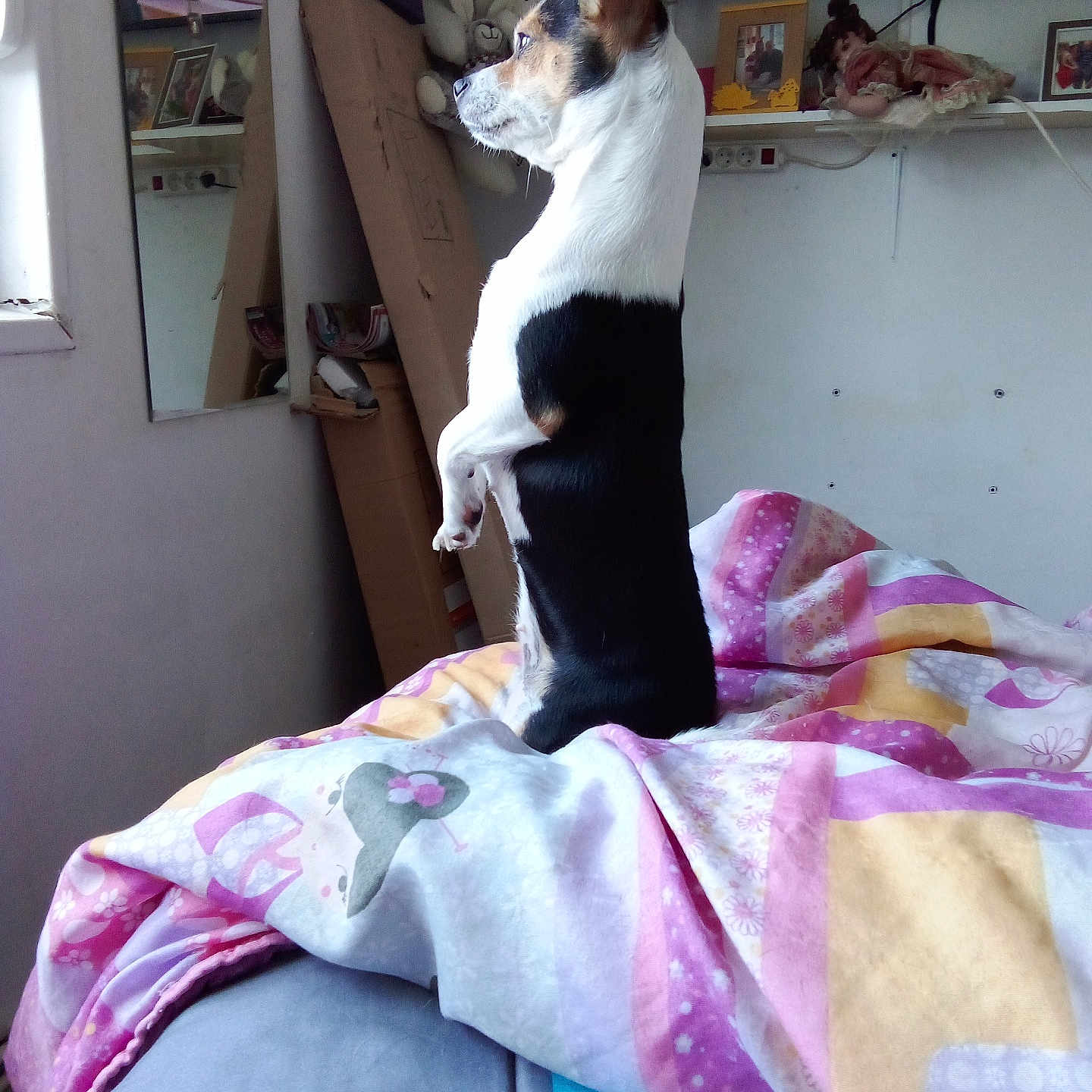 Sansa a rejoint le concours — aidez-le/la à gagner de superbes lots ! animal, bed, blanket, cardboard_box, colorful_bedding, curtain, cute, dog, doll, ears_up, framed_photos, furniture, indoor, looking_out_window, pet, sitting, small_dog, teddy_bear, white_wall, window