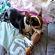 Perle participe au concours pour gagner de l'argent avec cette photo : dog, toy, bed, blanket, paw, nibble, tricolor, pet, indoor, plastic_toy, playful, fur, ears, snout, comfort, resting, animal, chew, domestic, canine