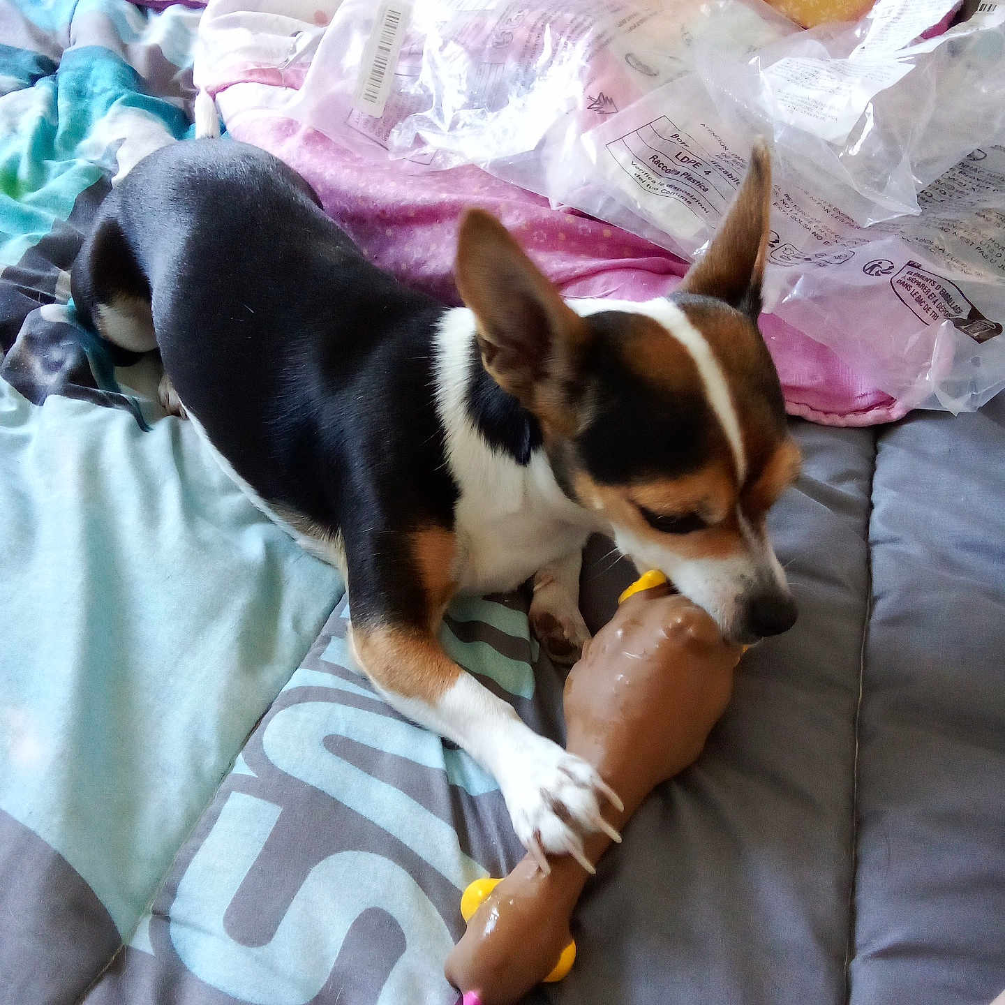 Perle participe au concours pour gagner de l'argent avec cette photo : animal, bed, blanket, canine, chew, comfort, dog, domestic, ears, fur, indoor, nibble, paw, pet, plastic_toy, playful, resting, snout, toy, tricolor