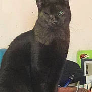 Opale participe au concours pour gagner de l'argent avec cette photo : animal, black_cat, cat, close_up, clutter, domestic_cat, ears, feline, fur, furniture, household_items, indoor, mysterious, one_eye_closed, pen, pet, portrait, pottery, sitting, whiskers