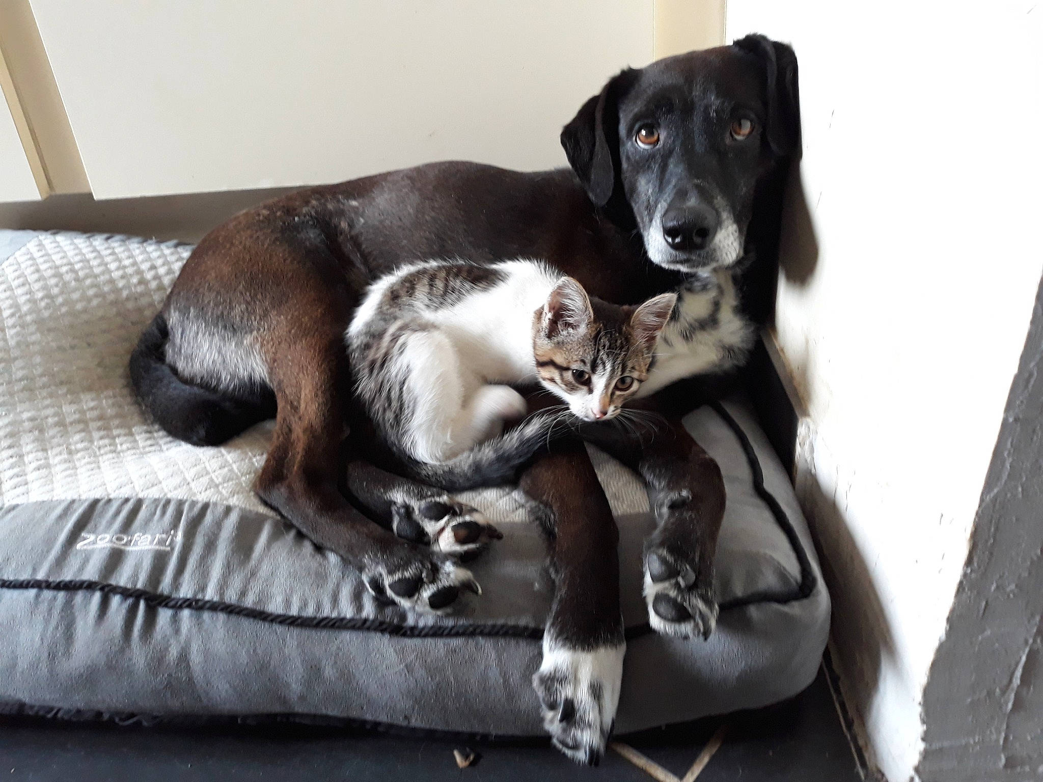 Macaron a rejoint le concours — aidez-le/la à gagner de superbes lots ! borador, canidae, carnivore, comfort, companion_dog, couch, dog, dog_breed, dog_supply, fur, grey, gun_dog, paw, snout, sporting_group, street_dog, studio_couch, tail, whiskers, working_animal