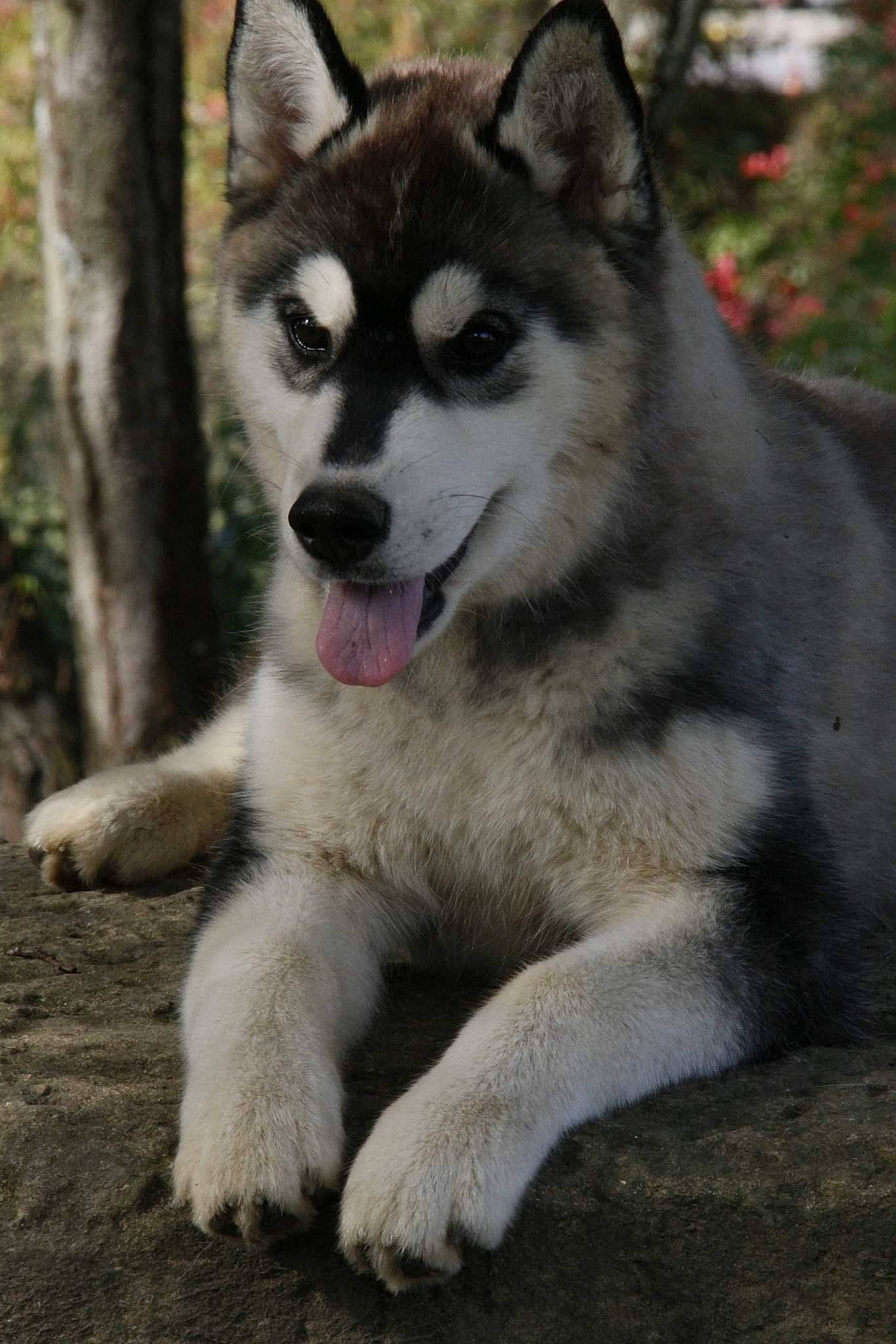 Tess participe au concours pour gagner de l'argent avec cette photo : canidae, carnivore, dog, dog_breed, fur, grass, non_sporting_group, plant, sled_dog, snout, terrestrial_animal, tree, working_dog