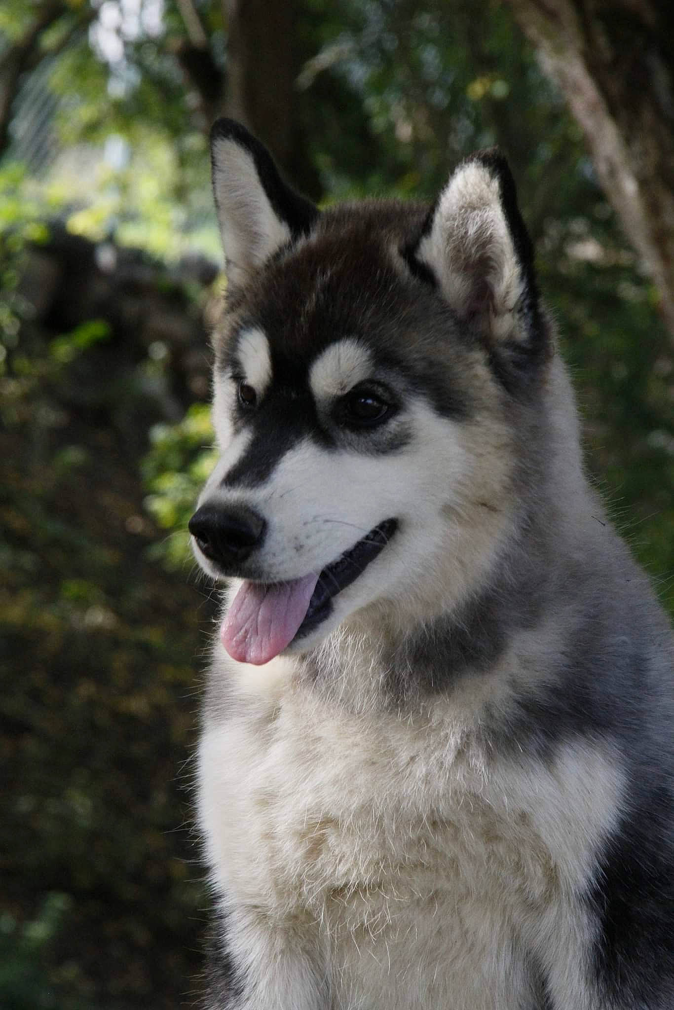 Tess a rejoint le concours — aidez-le/la à gagner de superbes lots ! ancient_dog_breeds, carnivore, dog, dog_breed, fur, grass, jaw, plant, siberian_husky, sled_dog, snout, terrestrial_animal, tree, working_dog