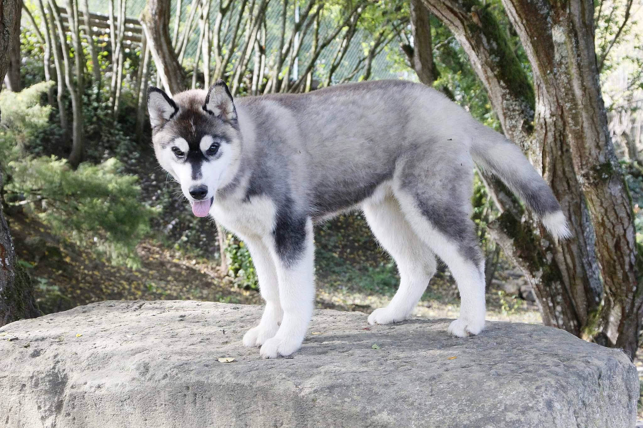 Tess a rejoint le concours — aidez-le/la à gagner de superbes lots ! canidae, canis, canis_lupus_tundrarum, carnivore, dog_breed, domestic_short_haired_cat, felidae, forest, fur, grass, plant, sled_dog, small_to_medium_sized_cats, tail, terrestrial_animal, tree, twig, whiskers, wildlife, wolf