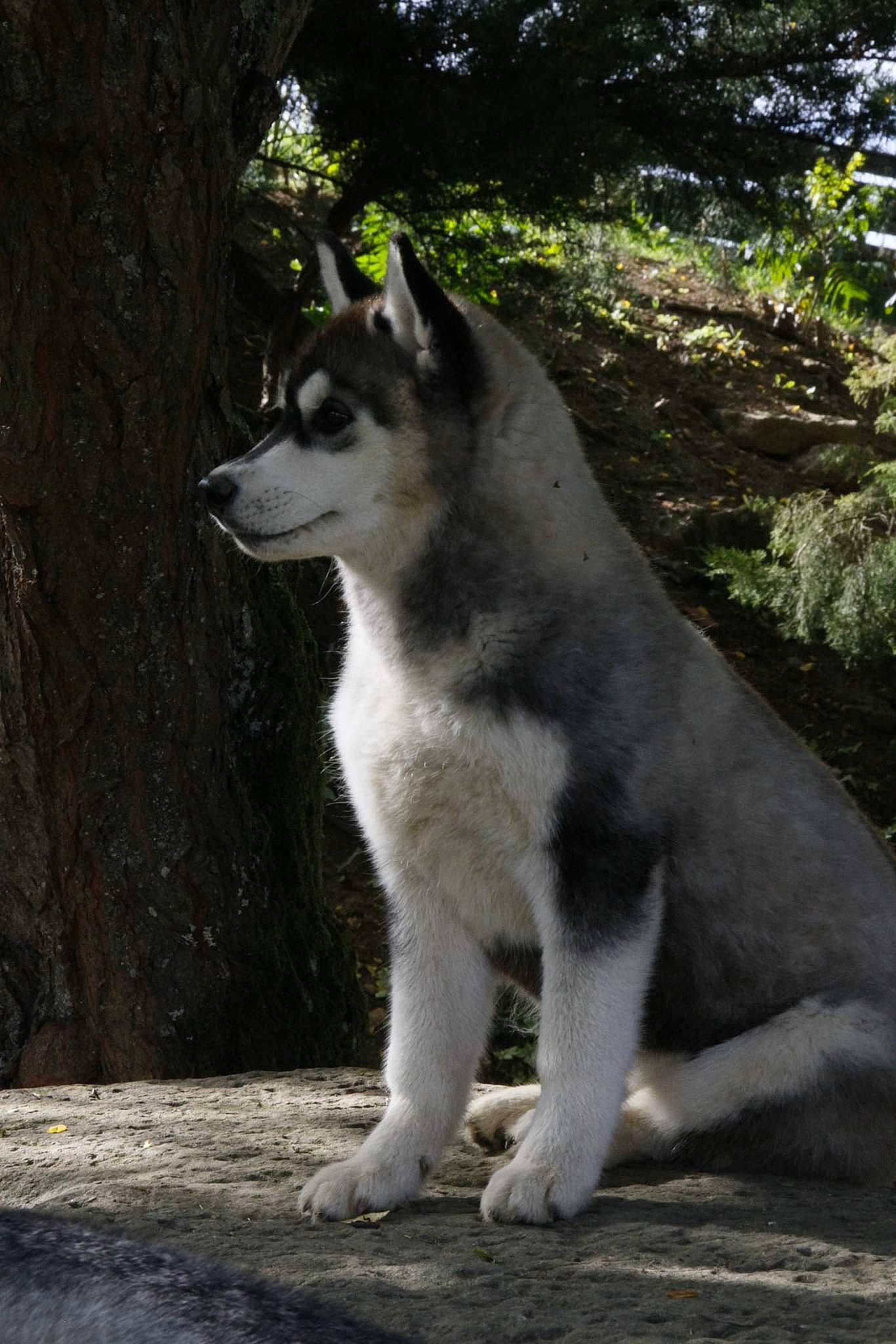 Tess participe au concours pour gagner de l'argent avec cette photo : ancient_dog_breeds, canidae, canis, canis_lupus_tundrarum, carnivore, dog, dog_breed, grass, grey, monochrome_photography, plant, sled_dog, sporting_group, tail, terrestrial_animal, tree, wildlife, wolf, working_animal, working_dog